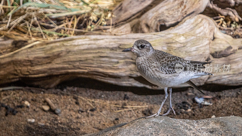 Pluvier argenté (Pluvialis squatarola)，灰色千鸟或黑腹千鸟，Chorlito Gris。